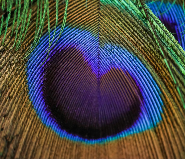 孔雀羽毛的特写细节，孔雀羽毛。图片下载