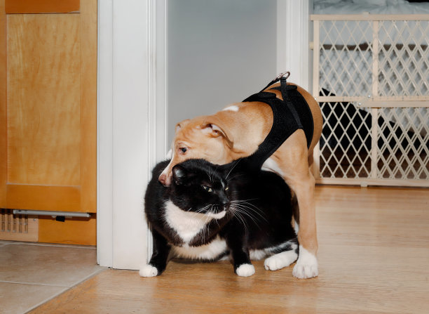 小狗和猫在玩耍。图片下载