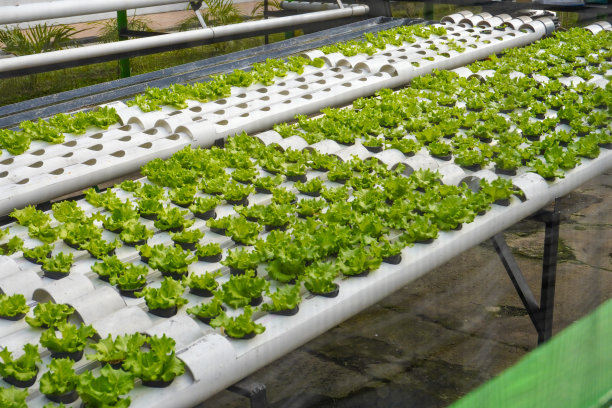 一排排被害虫破坏和影响的水培生菜图片下载