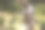 在皮兰斯堡自然保护区，长颈鹿头部的美丽照片图片下载