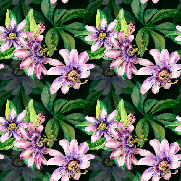 西番莲植物，阴影水彩无缝图案隔离在黑暗上。图片下载