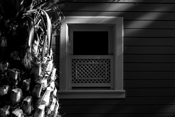 黑色和白色的扭曲木窗户和棕榈图片下载