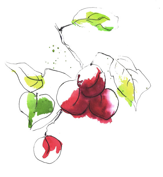 带叶粉李图片下载