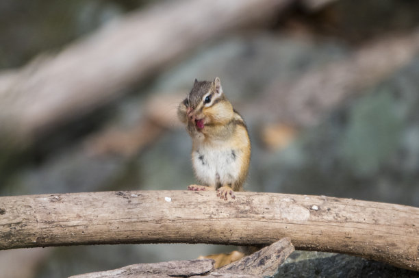 野松鼠玩得很有魅力图片下载
