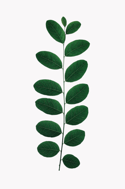 美丽的深绿色叶子孤立在白色背景。图片下载