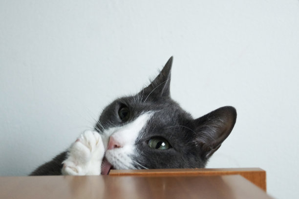 一只好奇有趣的灰猫从壁橱里向外张望。图片下载