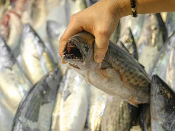 市场上的新鲜鱼图片下载