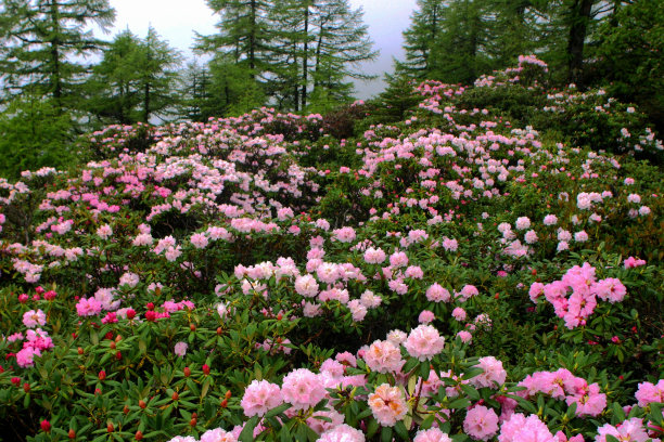 白马雪山大面积的大蓬杜鹃图片下载