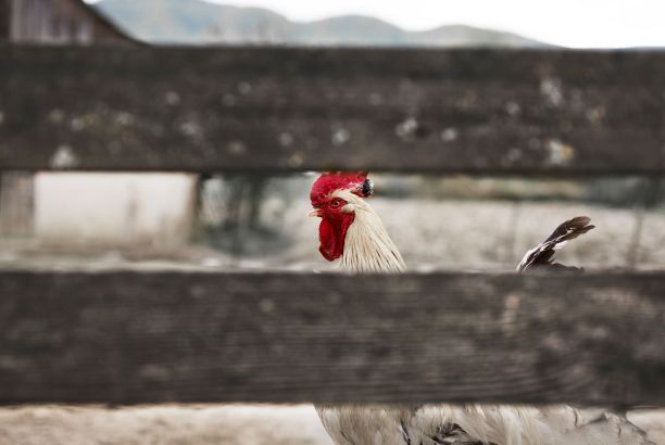 木栅栏后面的白色公鸡图片下载
