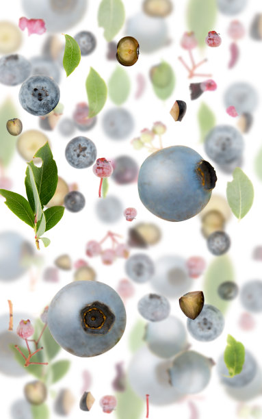 蓝莓片和叶子摘要图片下载