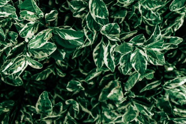 热带绿色的叶子，叶子上有水滴。抽象的绿叶纹理，自然背景图片下载