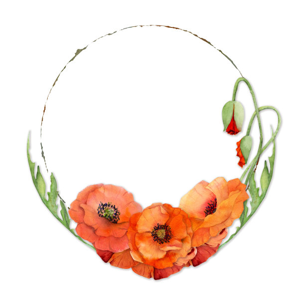 水彩花环圈框组成与手绘夏天大红色罂粟花。孤立的白色背景。设计邀请，婚礼，爱情或贺卡，纸，印刷，纺织图片下载