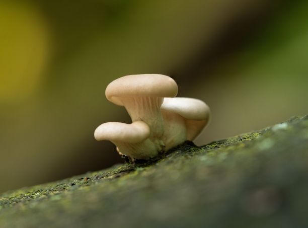 死橡树上的小蚝菇图片下载