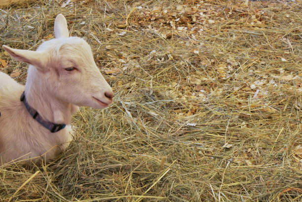 面对年轻的家山羊坐在干草干草在动物农场与复制空间的文字。乡村景观图片下载