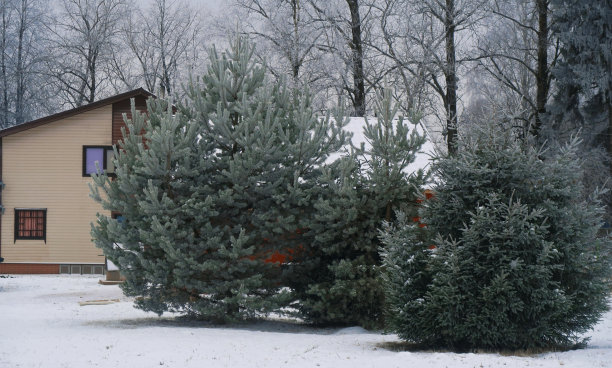 冬天的花园图片下载