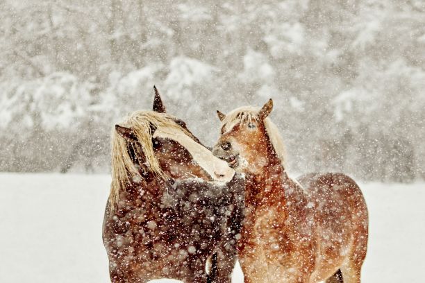 寒冷的冬日，两匹马在外面互相亲吻图片下载