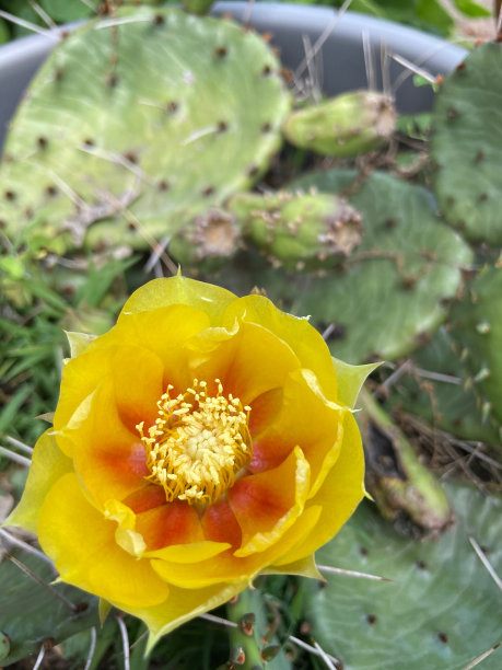 开花的仙人掌或刺梨的垂直照片，有黄色的花图片下载