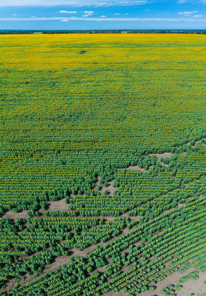 向日葵田全景。向日葵头的俯视图。照片是由无人机拍摄的。图片下载