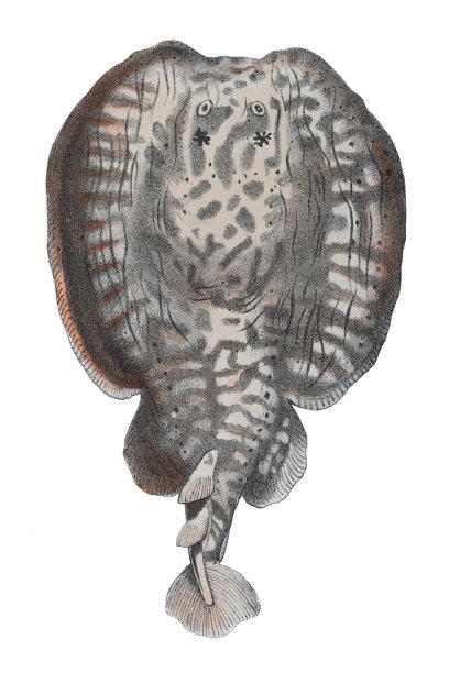 大理石电射线(鱼雷marmorata) -老式彩色插图孤立在白色背景图片下载