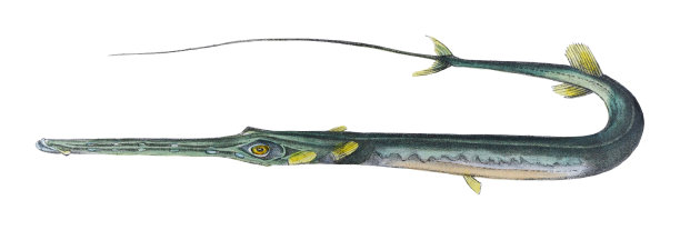 角鱼，蓝斑角鱼，烟草角鱼或非武装的角鱼(烟草瘘管)-老式彩色插图孤立在白色背景上图片下载