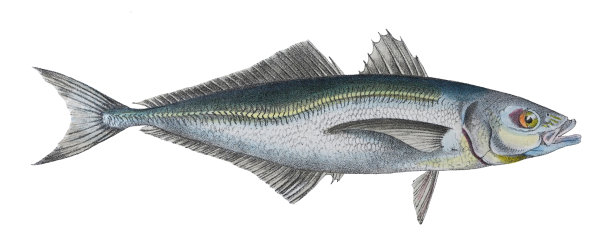 大西洋马鲛鱼(Trachurus Trachurus) -老式彩色插图孤立在白色背景上图片下载