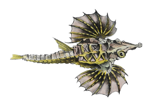 长尾海雀(Pegasus volitans) -老式彩色插图孤立在白色背景上图片下载