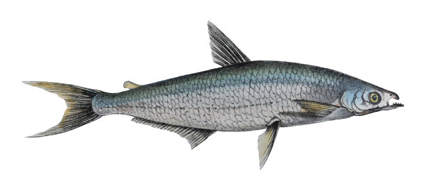 Alestes dentex -老式彩色插图孤立在白色背景上图片下载