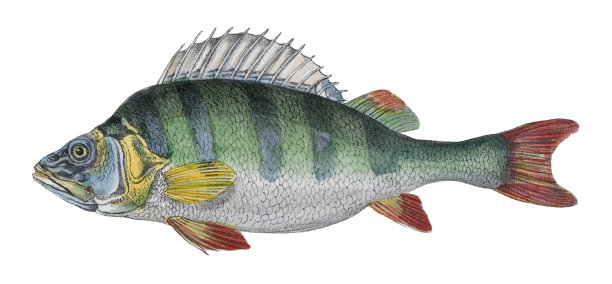 欧洲鲈鱼(河鲈)-古老的彩色插图孤立在白色背景上图片下载