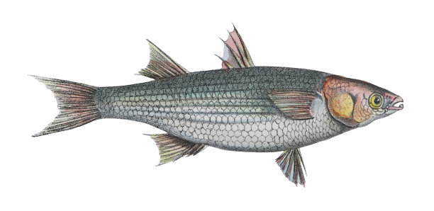 金灰色鲻鱼(银鱼)-老式彩色插图孤立在白色背景图片下载