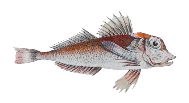 大型鱼(鳞翅目鱼)-老式彩色插图孤立在白色背景图片下载