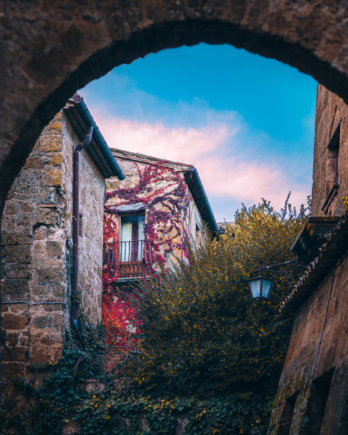 红攀援植物意村图片下载