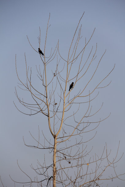 树上的乌鸦图片下载