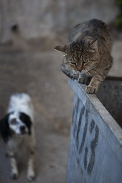 狗在街上追赶猫。图片下载