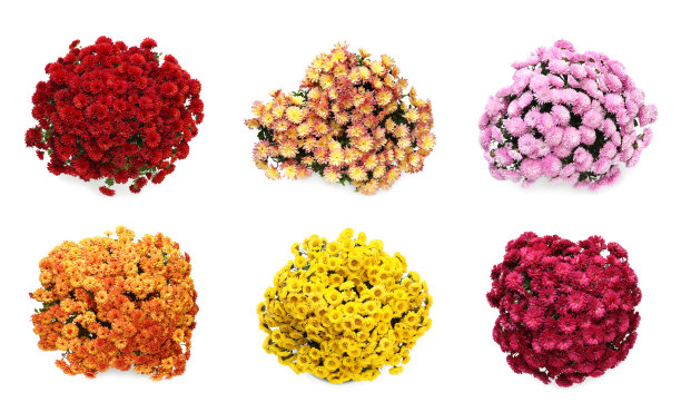 以白底菊花为背景，俯视图图片下载