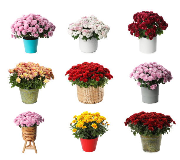 以白色背景的花盆里的菊花为背景图片下载