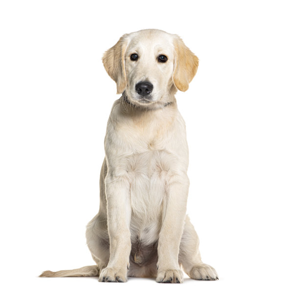 幼犬，四个月大，金毛猎犬，在白色上隔离图片下载