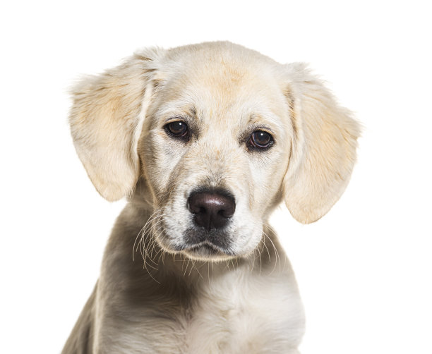 小狗，四个月大，金毛猎犬，被隔离在白色地上图片下载