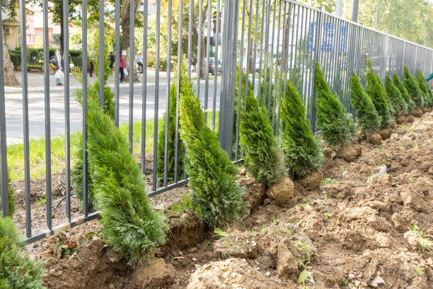 准备种植的冷杉树图片下载