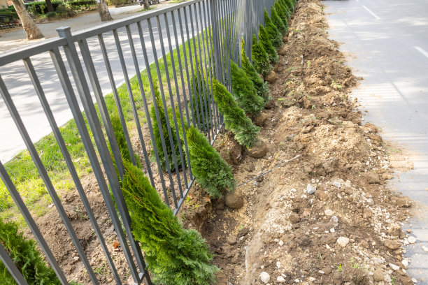 杉树为美丽的城市图片下载