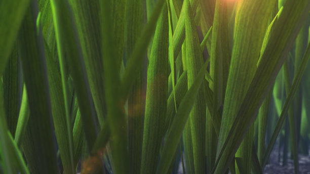 清新的春天绿草背景图片下载