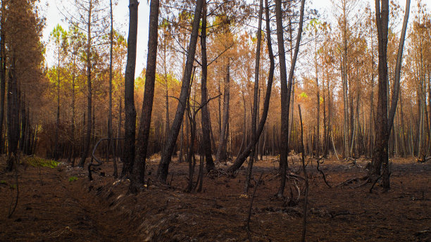 松林被大火摧毁图片下载