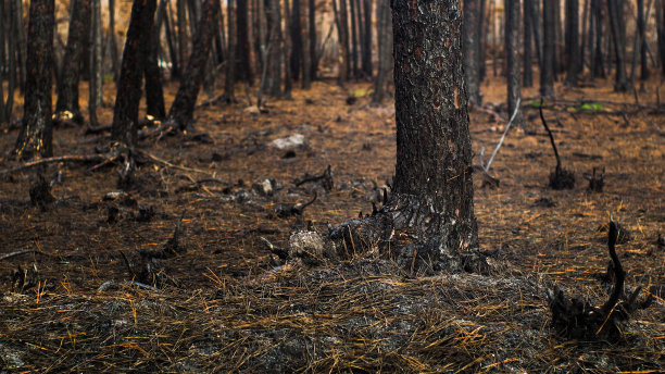 松林被大火摧毁图片下载