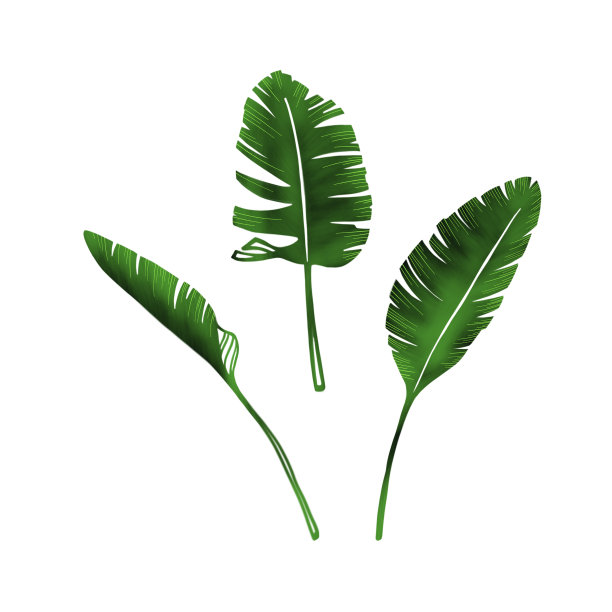 棕榈叶定型。图片下载
