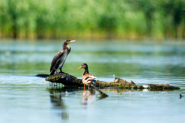 罗马尼亚多瑙河三角洲的黑鸬鹚图片下载