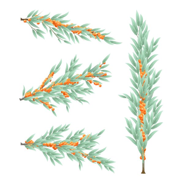 一组沙棘树的树枝和成熟的果实。收获可食用的园林植物。孤立的白色背景。有叶子和叶子的树枝。向量图片下载