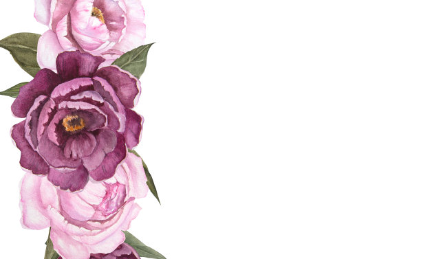 花朵水彩画插图牡丹孤立，花束，垂直横幅图片下载