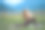 一个白人妇女在大自然中做瑜伽的特写镜头图片下载