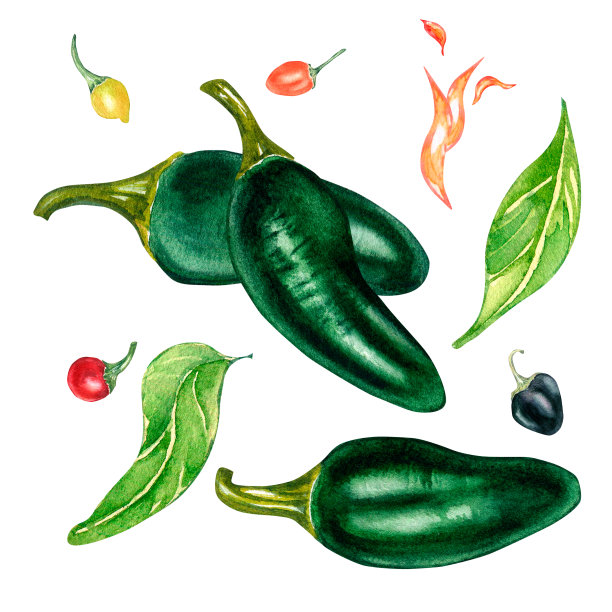 组成墨西哥胡椒和小辣椒水彩插图分离在白色。图片下载