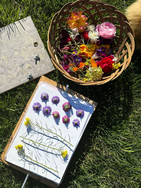 各种各样的鲜花躺在柳条篮子里。植物标本的准备。植物躺在纸上，准备在压榨机下干燥。干花用于装饰。图片下载