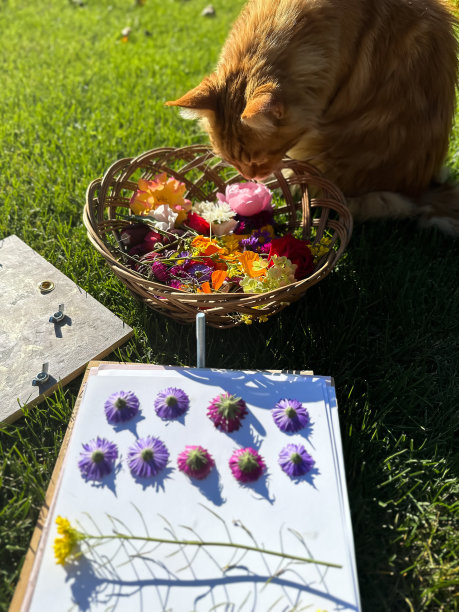 各种各样的鲜花躺在柳条篮子里。植物标本的准备。植物躺在纸上，准备在压榨机下干燥。干花用于装饰。图片下载